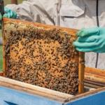 Adıyaman’da Arılı Kovan Projesi başvuruları sürüyor: Son gün yarın