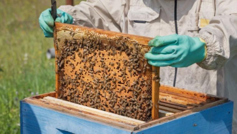 Adıyaman’da Arılı Kovan Projesi başvuruları sürüyor: Son gün yarın
