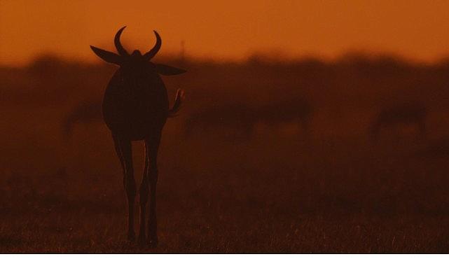 İki Bölümden Oluşan 'Mara: Yeniden Doğuş', 16 ve 23 Kasım Pazar Günleri 20.00'de National Geographic WILD Ekranlarında İzleyicilerle Buluşuyor!