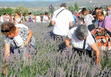Lavanta Hasat Şenliği için geri sayım başladı