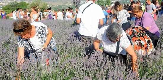 Lavanta Hasat Şenliği için geri sayım başladı