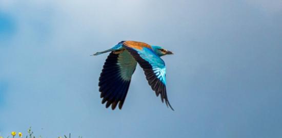 Doğanın En Renkli Misafirlerinden Biri Adıyaman’da Görüntülendi