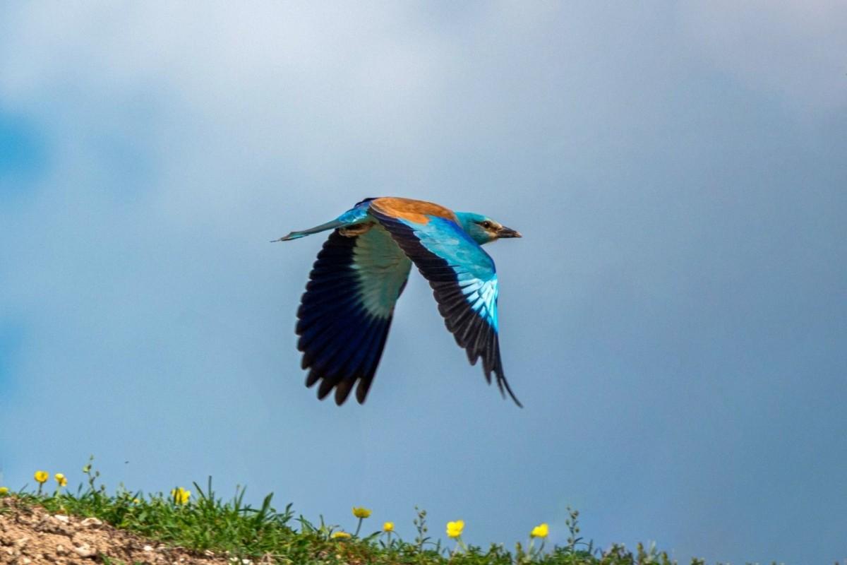 Doğanın En Renkli Misafirlerinden Biri Adıyaman’da Görüntülendi