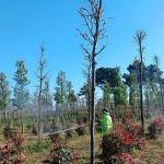 Fidanlara koruyucu müdahale