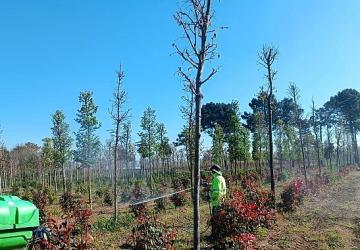 Fidanlara koruyucu müdahale