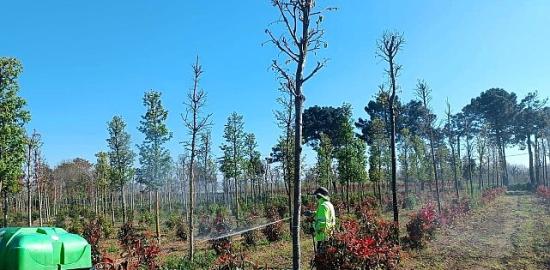 Fidanlara koruyucu müdahale