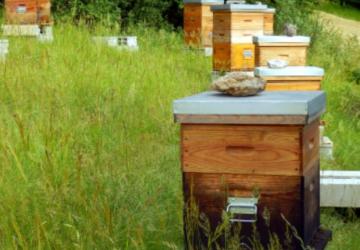 Adıyaman’da organik arısız kovan başvuruları başladı