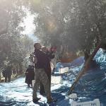 Mudanya'da Zeytin Hasadı sezonu başladı