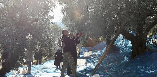 Mudanya'da Zeytin Hasadı sezonu başladı