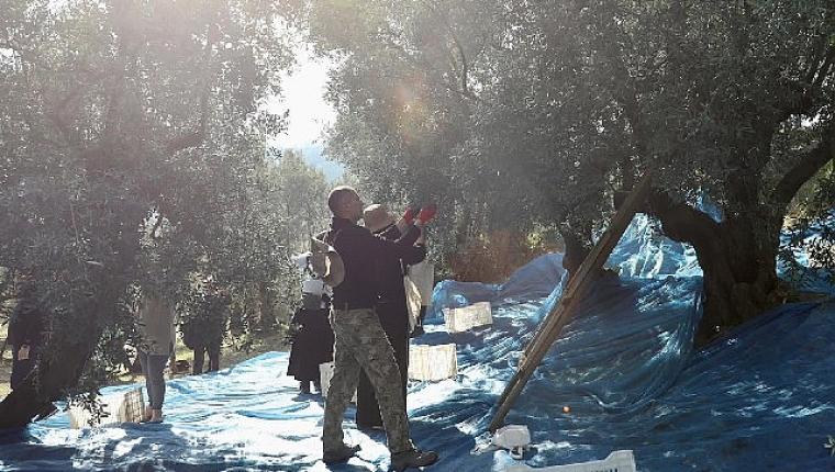Mudanya'da Zeytin Hasadı sezonu başladı