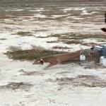 Ağır yaralı bulundu, sağlıklı şekilde doğaya salındı