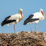 Adıyaman’da baharın ilk leylekleri Kızılcapınar’da görüntülendi