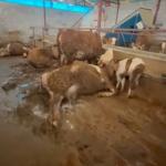 Gerger’de elektrik akımı: 8 hayvan telef oldu - Videolu Haber