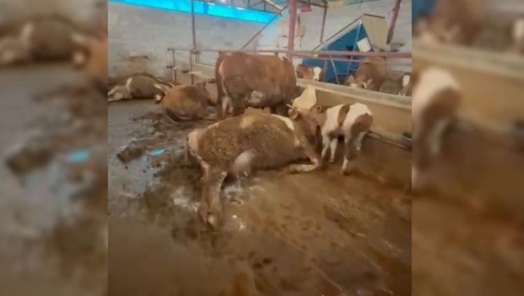 Gerger’de elektrik akımı: 8 hayvan telef oldu - Videolu Haber