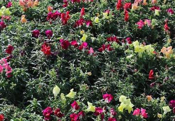 Antalya'da 4 milyon çiçek toprakla buluşuyor