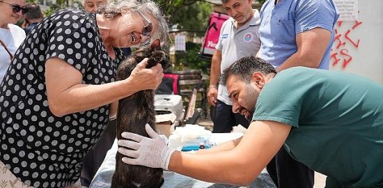 Sokak hayvanlarına yerinde sağlık desteği sürüyor