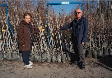 Büyükşehir, 3.600 Trabzon hurması fidanı dağıtıyor