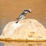 Adıyaman’da İlk Kez Alaca Yalı Çapkını Görüntülendi - Videolu Haber