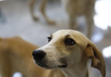 Büyükşehir'den Petshop sahiplerine ücretsiz eğitim