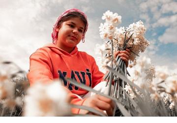 Bayındır'da Nergis ve Kuru Çiçek Festivali 5. Kez düzenleniyor