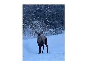 Karla kaplı Kuzuyayla'da kızıl geyik görüntülendi