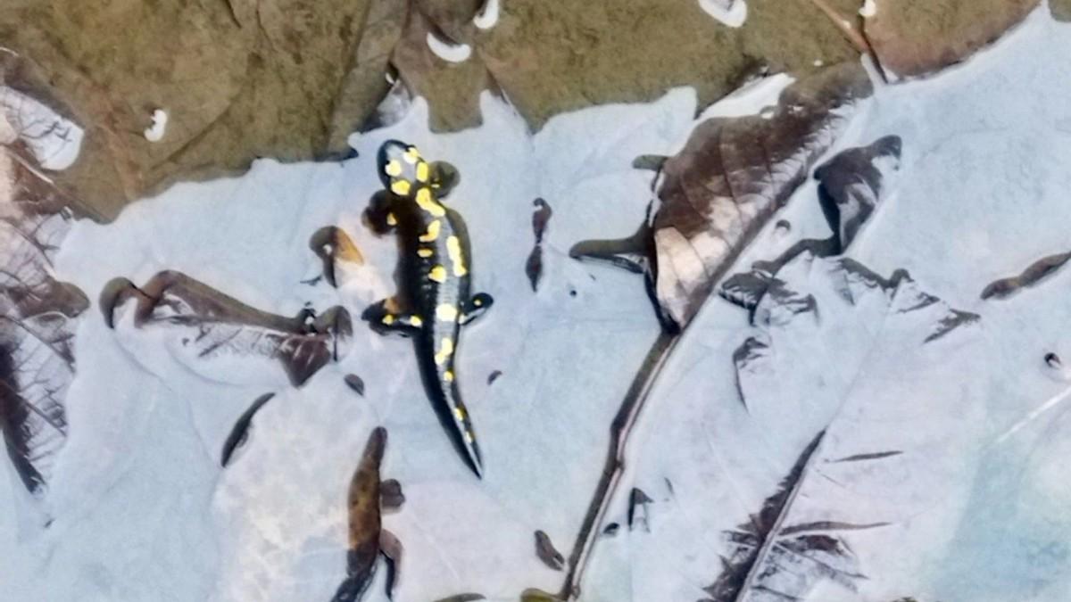 Kahramanmaraş’ta havuzda anadolu semenderi görüldü