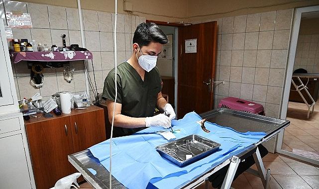 Kemer'de 227 sokak hayvanı kısırlaştırıldı