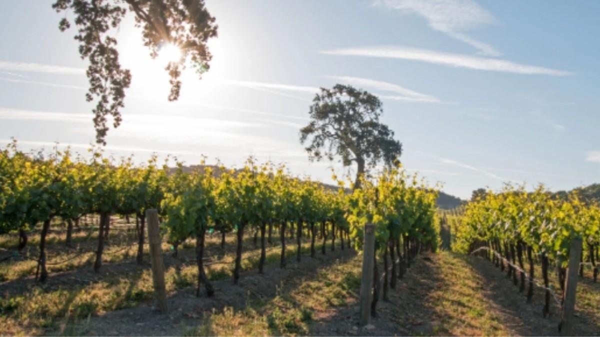 Adıyaman'da Modern Bağcılık Projesi için başvuru şartları açıklandı