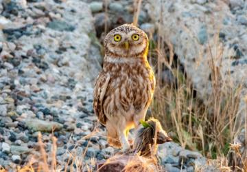 Sessiz Avcı Kukuma Baykuşu Adıyaman’da görüntülendi