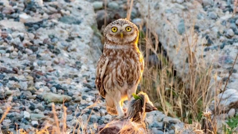 Sessiz Avcı Kukuma Baykuşu Adıyaman’da görüntülendi