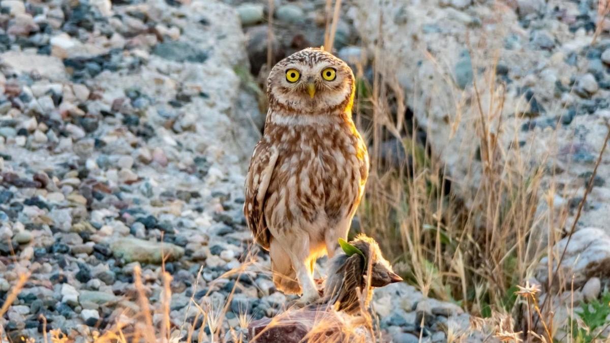 Sessiz Avcı Kukuma Baykuşu Adıyaman’da görüntülendi