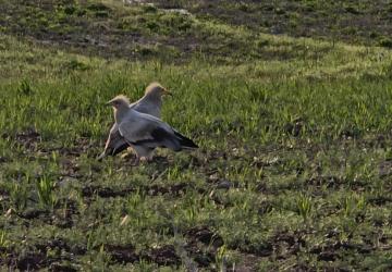 Adıyaman’da koruma altındaki küçük akbabalar görüntülendi
