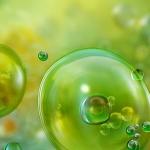 Akdeniz'de Görülen Mikroalgler ve Olası Sağlık Riskleri