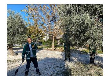 Milas Belediyesi Park ve Yeşil Alanlarda Zeytin Hasadına Devam Ediyor