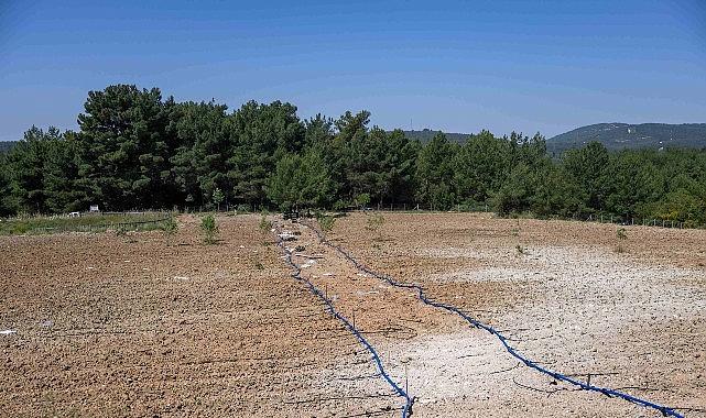 Bornova'da atıl topraklar hayat buluyor