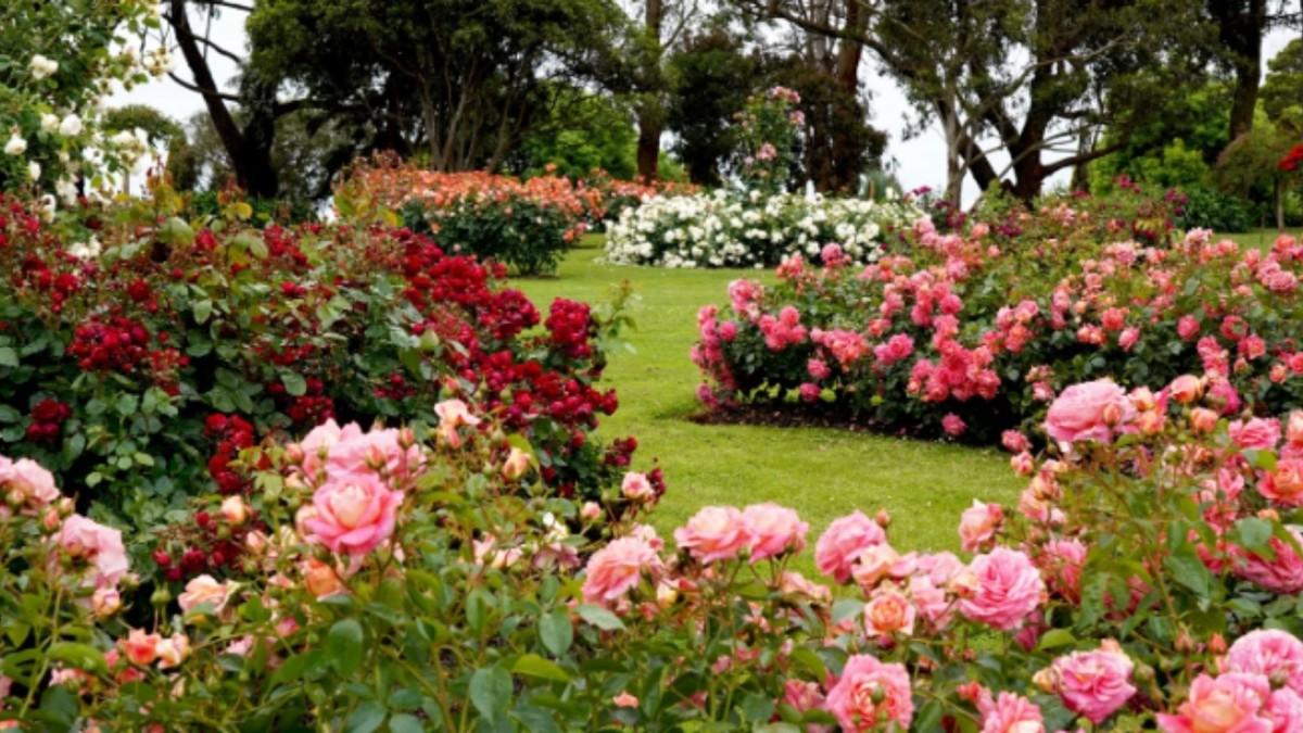 Yılbaşı hareketliliği çiçek sektörünü canlandırdı: 35 ülkeye 12 milyon dolarlık ihracat