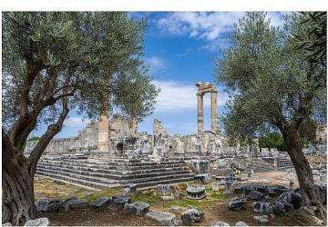 26 Kasım Dünya Zeytin Ağacı Günü'nde Didim Belediyesi'nden Anlamlı Mesaj