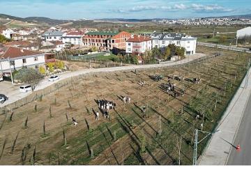 572 Fidanlı Koruluk Akhisar'a Nefes Olacak