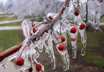 Zirai Don İçin Riskli Dönem Yaklaşıyor