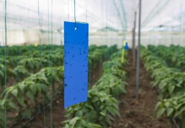 Büyükşehir’den Üreticilere Sera İpi ve Yapışkanlı Tuzak Desteği