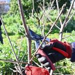 ATASEM'de uygulamalı ağaç budama eğitimi