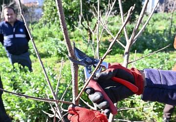 ATASEM'de uygulamalı ağaç budama eğitimi