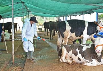Büyükşehir'den kurban satış alanlarında ilaçlama