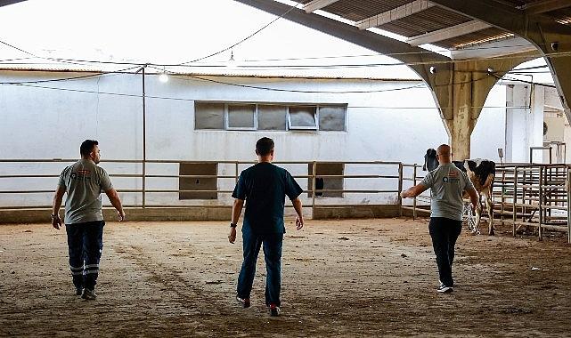 Büyükşehir'in kurban yakalama timi göreve hazır