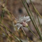 “Çameli pelemiri" bitki literatürüne kazandırıldı