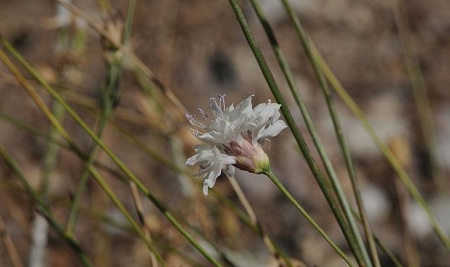“Çameli pelemiri" bitki literatürüne kazandırıldı