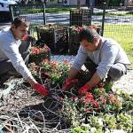 Kemer yaz sezonuna hazırlanıyor: İlçe petunyalarla süsleniyor