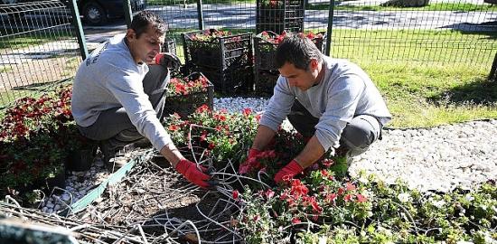 Kemer yaz sezonuna hazırlanıyor: İlçe petunyalarla süsleniyor