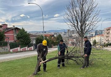 Şiddetli Lodosun Devirdiği Ağaçlara Osmangazi Belediyesi'nden Anında Müdahale 