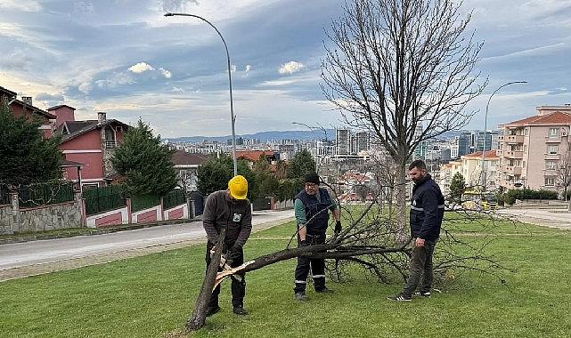 Şiddetli Lodosun Devirdiği Ağaçlara Osmangazi Belediyesi'nden Anında Müdahale 